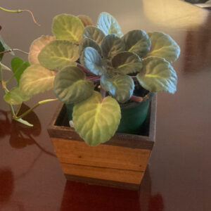 Small Planter Box